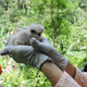 A fuzzy nestling being handled and treated by field technicians